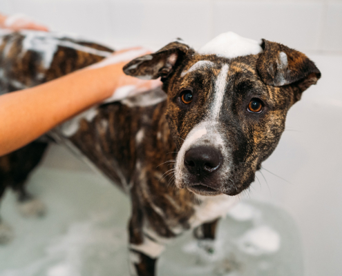 The Anatomy of a Pet Care Product: A Brand Builder's Guide to What's Actually in Your Formula